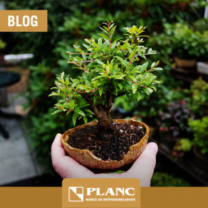 Bonsai na Decoração